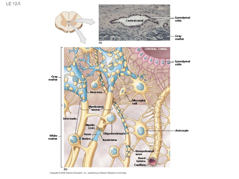 LE 12-5 Ependymal cells Gray matter Ependymal cells Central canal CENTRAL CANAL Microglial cell